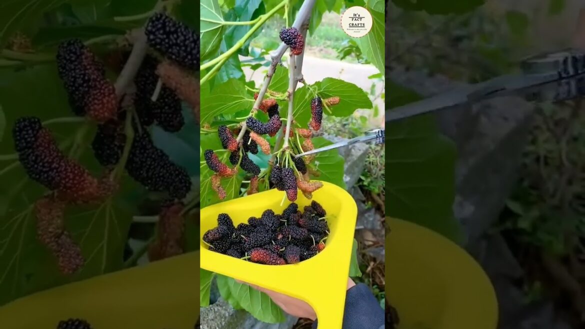 #shorts ये कौन सी फल है #top  #youtubeshorts #trendingshorts #viralvideo  @MrBeast @MrBean