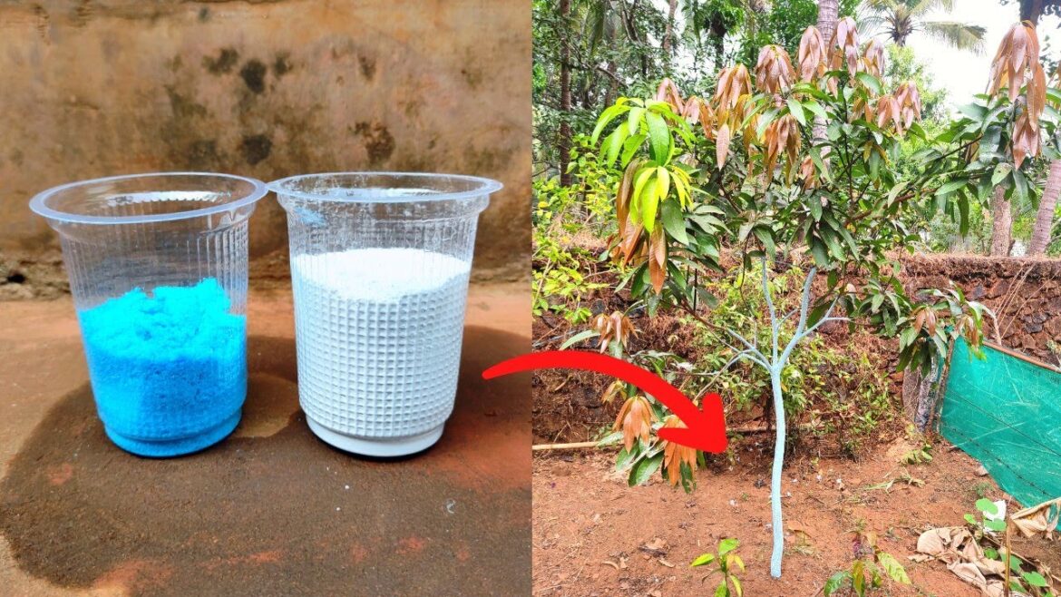 Ye nahi karoge to apka mango plant mar sakta hai | Bordo paste