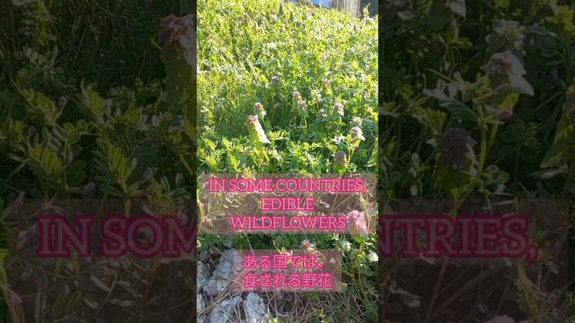 Edible Wildflowers in Spring💮〜春の食べられる野草🌸