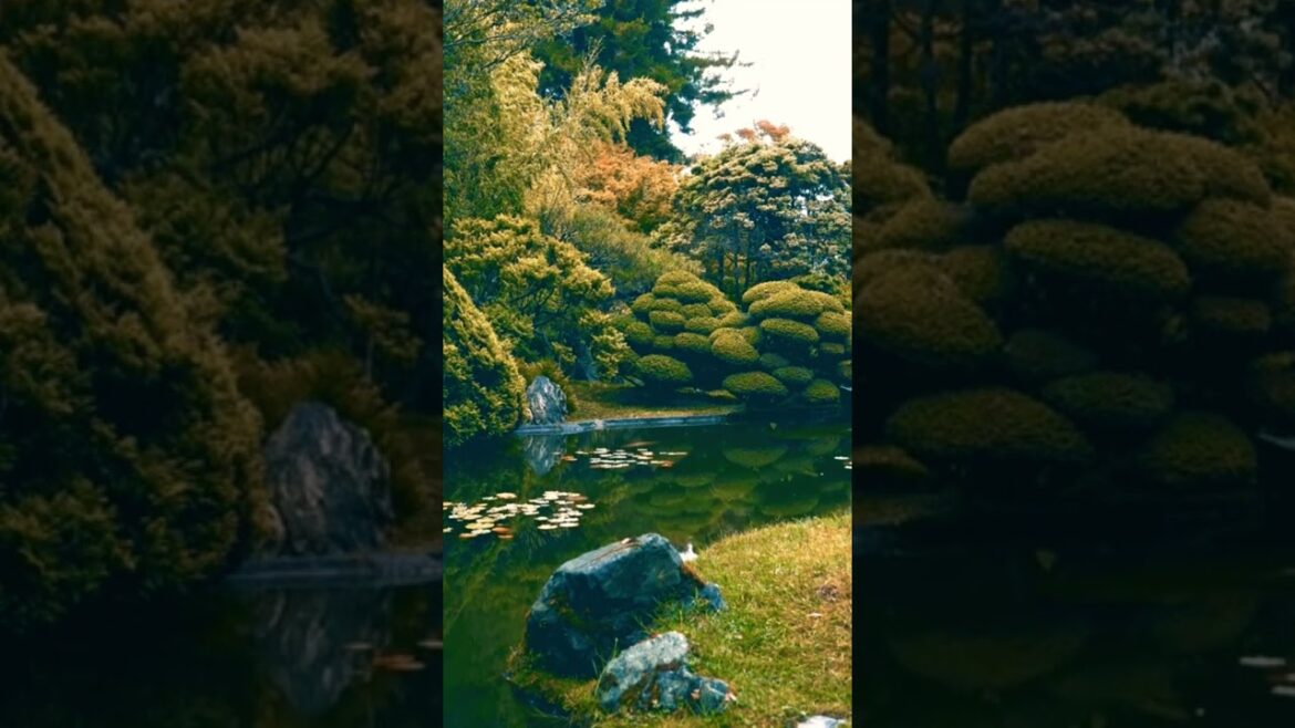 Breathtaking Japanese Garden Ambience for Relaxation and Meditation Breathtaking Japanese Garden Ambience for Relaxation and Meditation