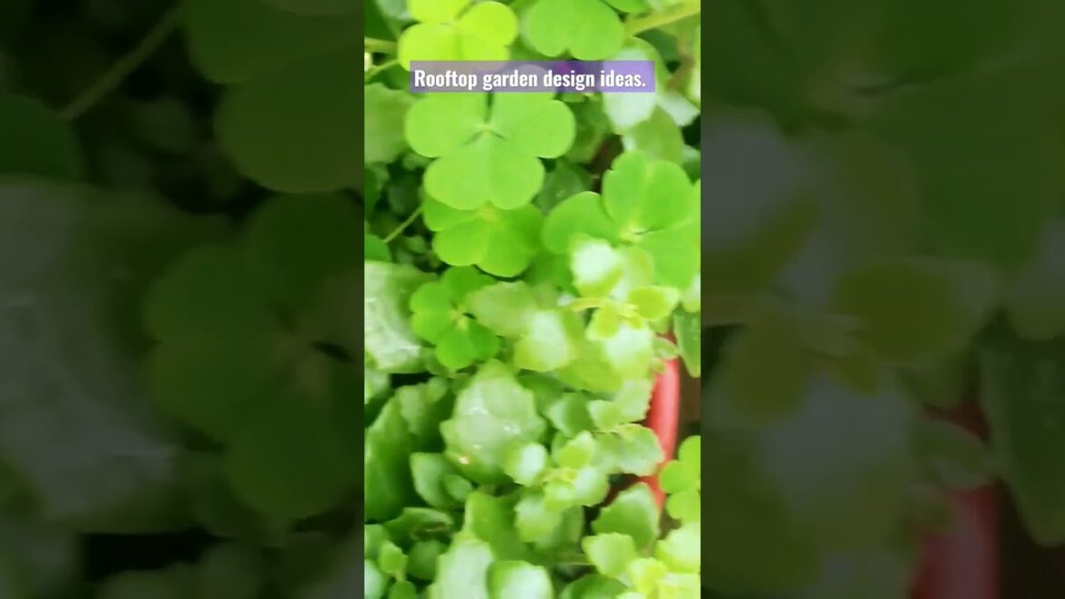 Green Leaf Tree. Rooftop garden. Designers idea. #design #garden #subscribe #viral #viralvideo Green Leaf Tree. Rooftop garden. Designers idea. #design #garden #subscribe #viral #viralvideo