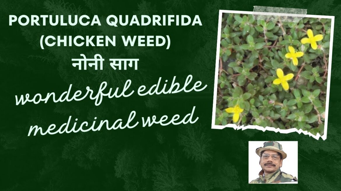 Portuluca quadrifida (नोनी साग) – Edible nutritive weed with outstanding medicinal uses Portuluca quadrifida (नोनी साग) - Edible nutritive weed with outstanding medicinal uses