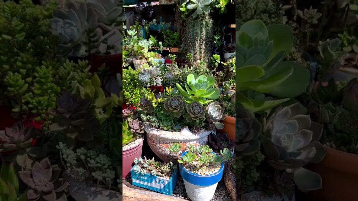 How to Build a Garden Archway #Shorts