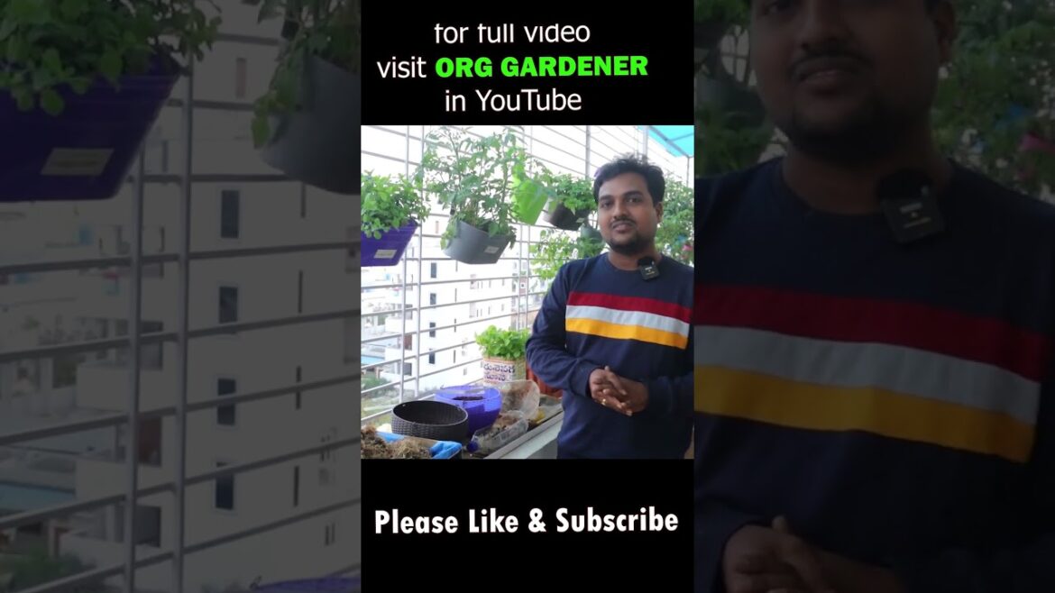 Balcony Gardening Tips