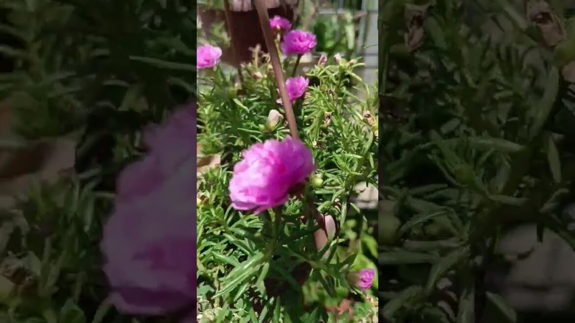 In my garden 🏡| hanging pot | moss rose | #gardening #hangingpot #mossrose #tablerose #inmygarden