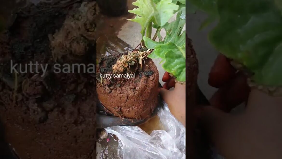 Gardening - 1 | #garden #gardening #shorts #shortsfeed #ytshorts #gardentour #garderningshorts