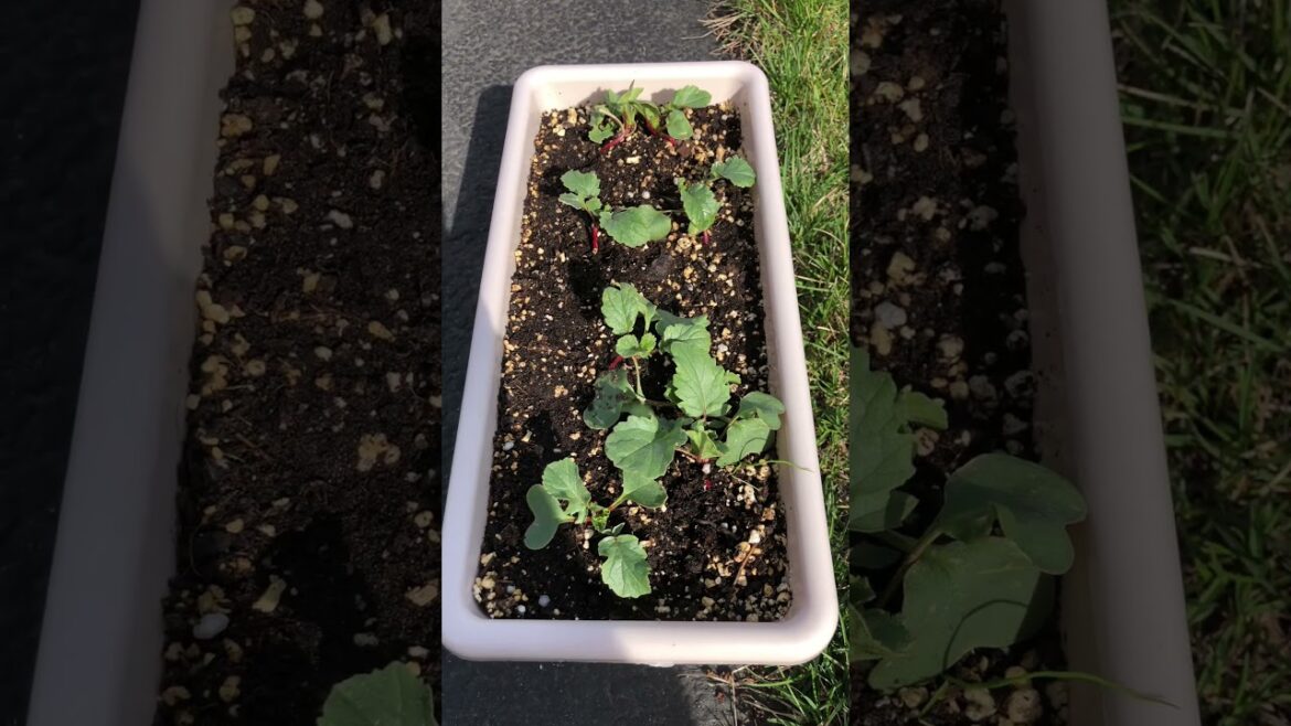 Radish update. Very slow progress. #gardening #vegetablegardening #garden #gardener