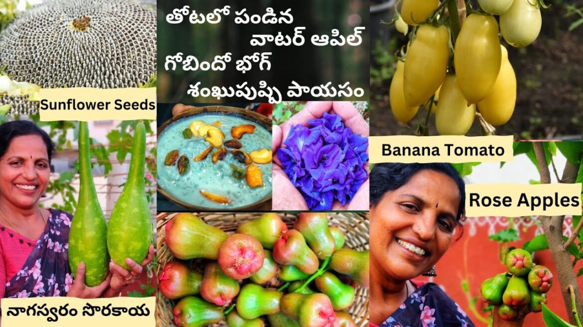 మొత్తానికి తోటలో వాటర్ ఆపిల్స్ పండాయి❤నాగస్వరం సొరకాయ,Banana Tomato Harvesting Sunflower Seeds