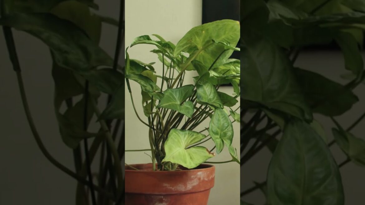 What to do after buying a plant from nursery ? #shorts #gardeningtips #gardeninspiration