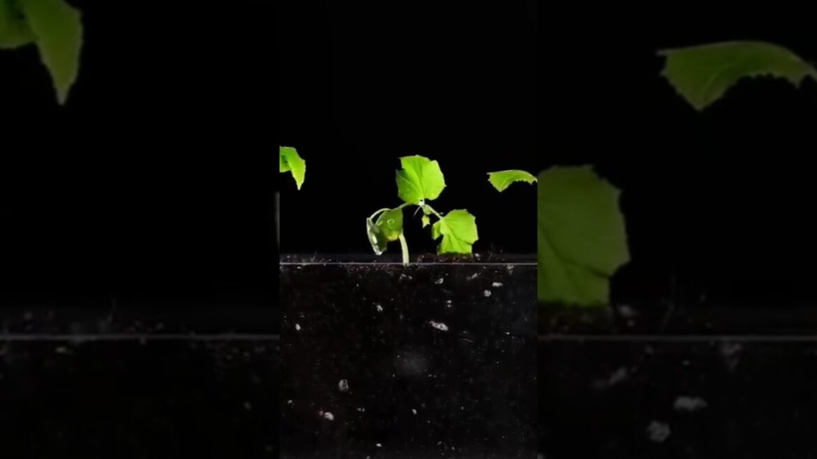 The amazing garden hacks tricks #youtubeshorts The amazing garden hacks tricks #youtubeshorts