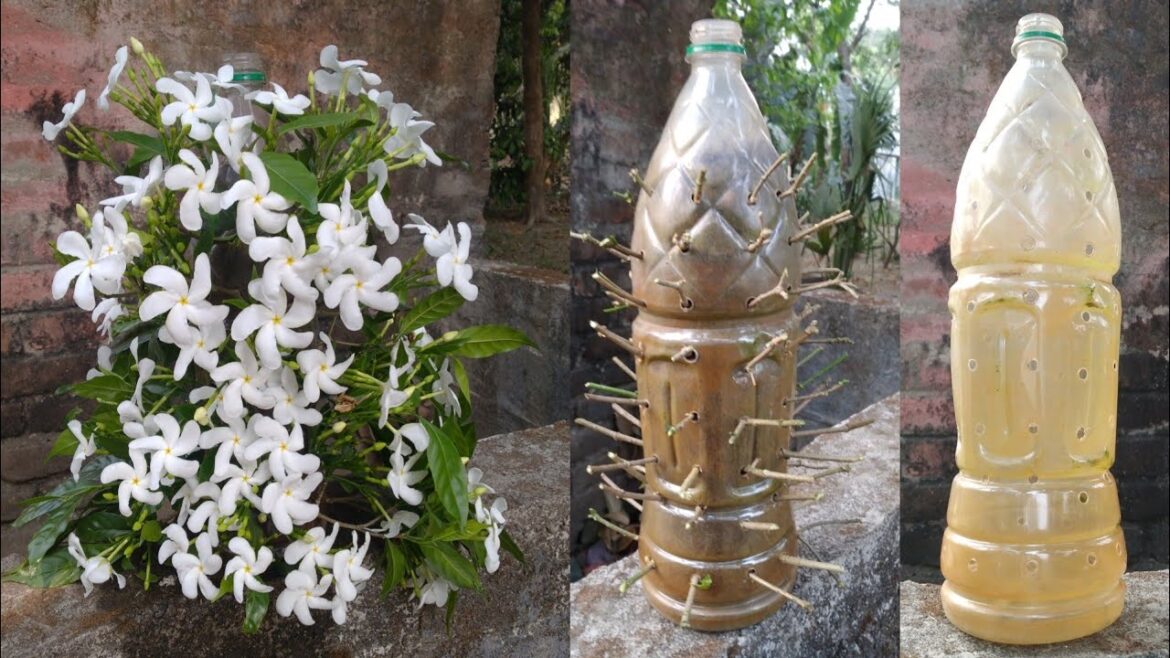 plastic bottle garden ideas | tagar flower plant plastic bottle garden ideas | tagar flower plant
