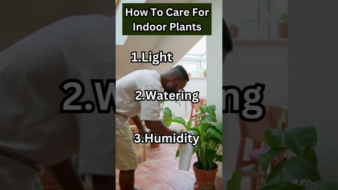 3 Essential Tips for Indoor Plant Care. #indoorplants #garden #shorts