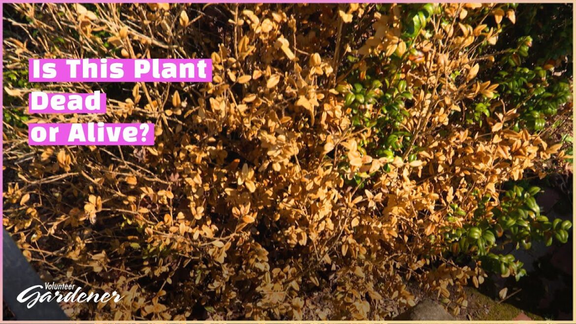 Winter Freeze Damage – Going Forward | Volunteer Gardener Winter Freeze Damage - Going Forward | Volunteer Gardener