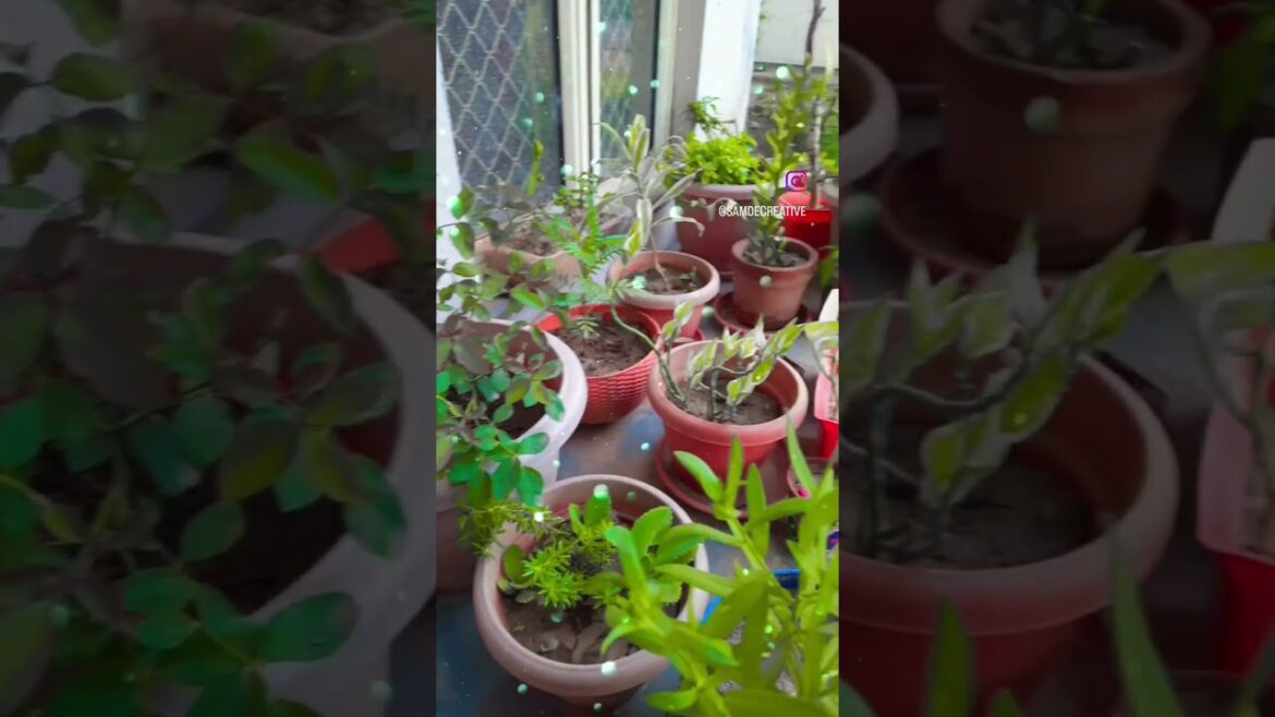Home🏘 Garden|🌹|Small Garden Ideas Balkani| Garden kaise banaye✅ Gardening for beginners✅ Home🏘 Garden|🌹|Small Garden Ideas Balkani| Garden kaise banaye✅ Gardening for beginners✅