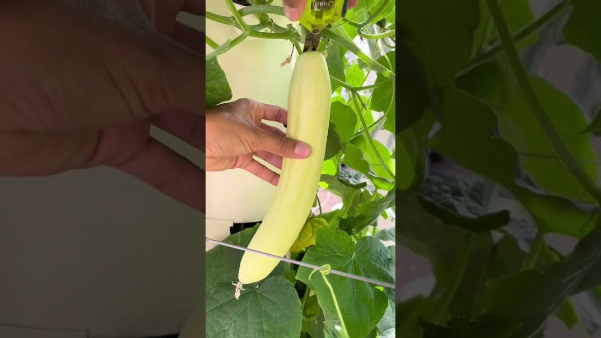 Cucurbit craze #cucurbit #cucumbers #zucchini