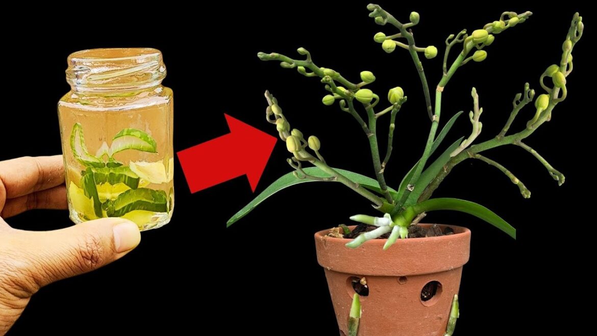 Miraculously when just this glass of water, the orchid pot blooms continuously for 4 seasons