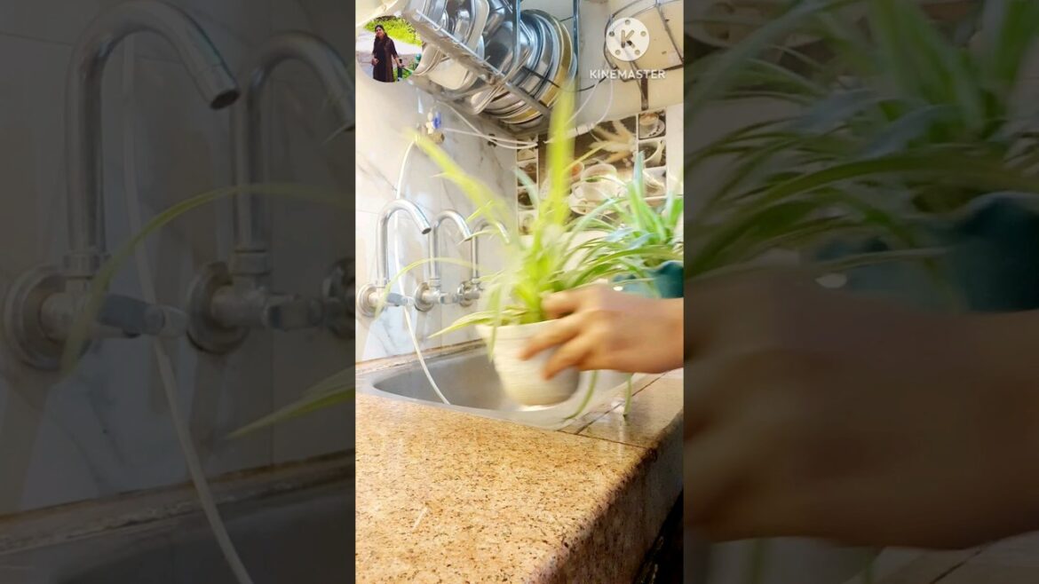 my favorite spiderplant 😍❤️#gardening #plantslover #tressgarden #indoorplants#spiderplantcare#shorts