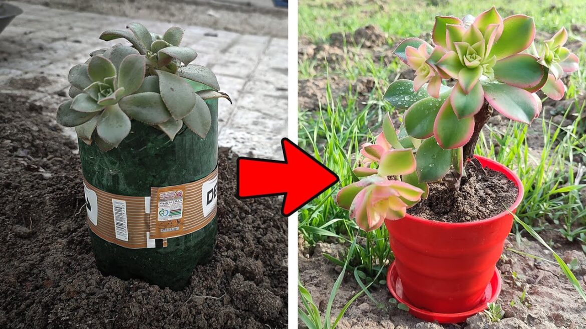 Miraculously replacing a wilted flower pot! – Gardening Tips | Plant Recovery Miraculously replacing a wilted flower pot! - Gardening Tips | Plant Recovery