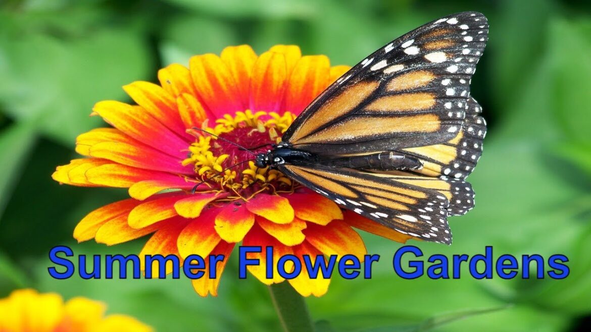 Summer Flower Gardens - Zinnias, Perennials, etc