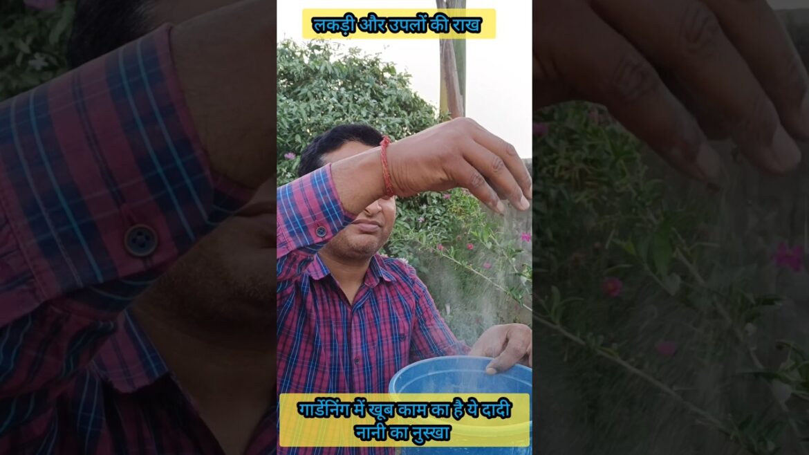 गार्डेनिंग में लकड़ी/ऊपलों की राख का इस्तेमाल #shortsfeed #shorts #shortsvideo #gardening #trending