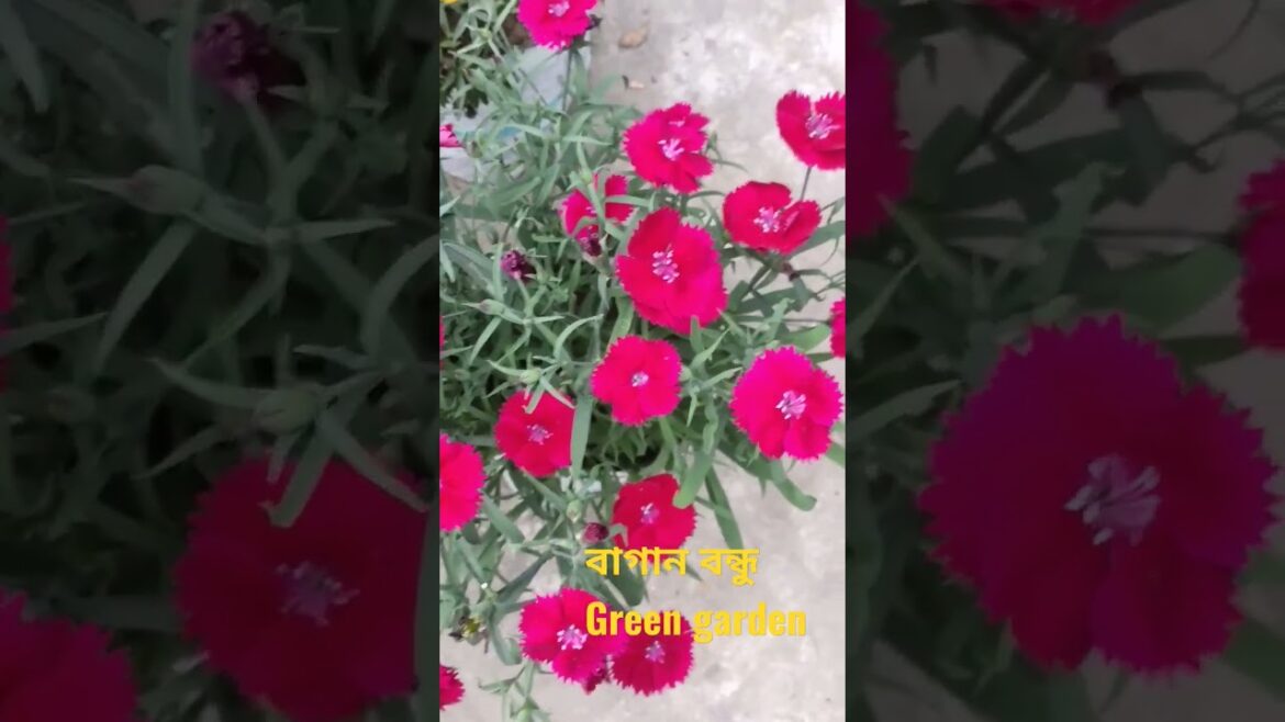 gardening tips #gardening #youtuber #youtubeshorts #shortvideo #shortvideo #gardeningideas