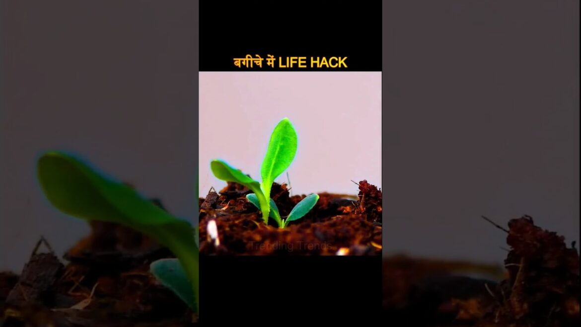 बगीचे मे Life Hacks | Gardening #facts #viral #subscribe #youtubeshorts #trending #shorts