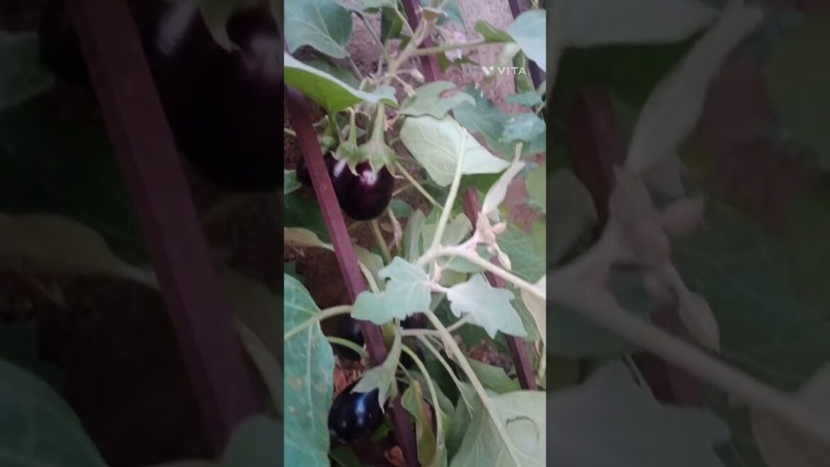 Organic vegetable#terracegarden #shorts