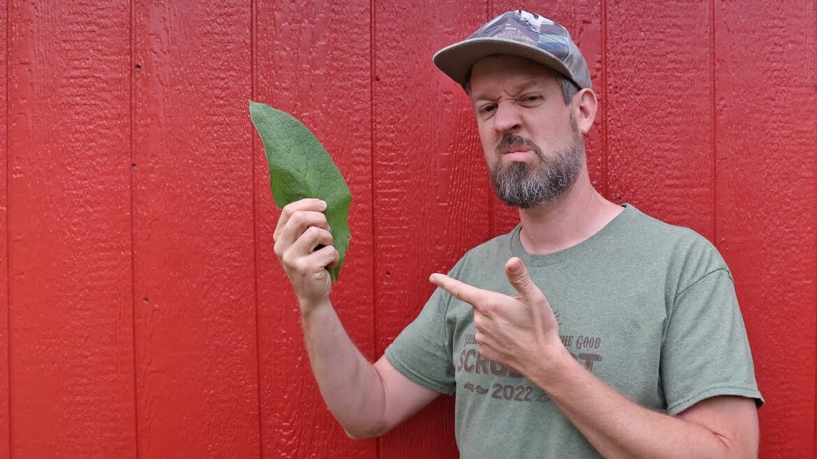 Comfrey is Terrible Comfrey is Terrible