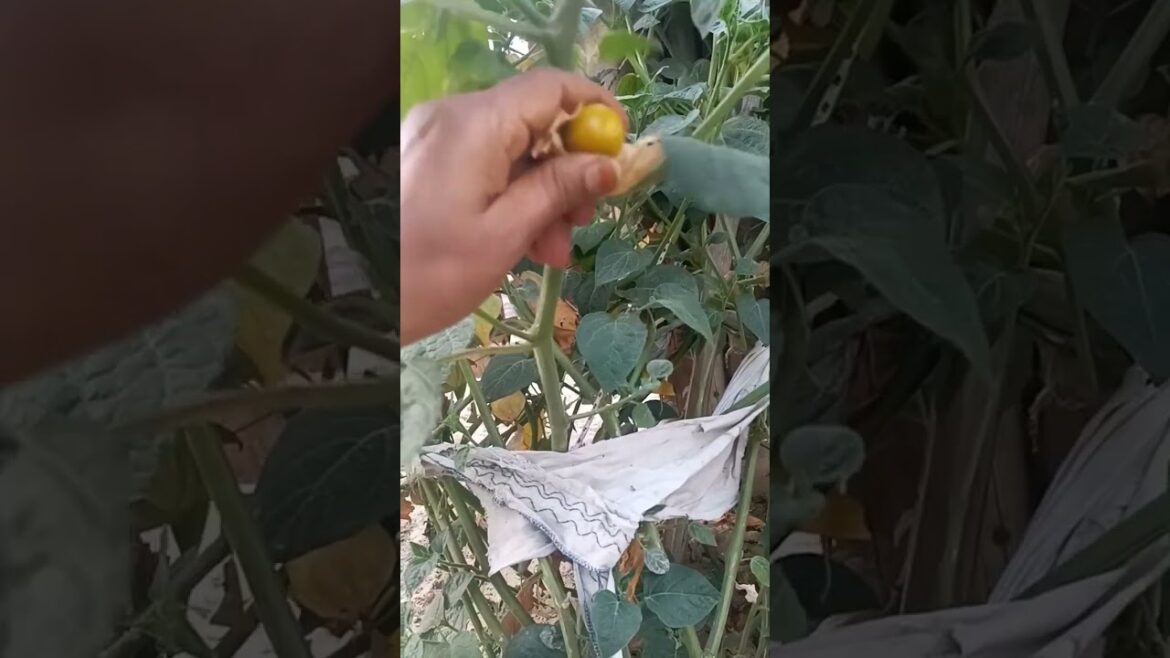 harvesting of natural golden berries#natural Gardening#shorts#youtubeshorts#nature music#viral harvesting of natural golden berries#natural Gardening#shorts#youtubeshorts#nature music#viral