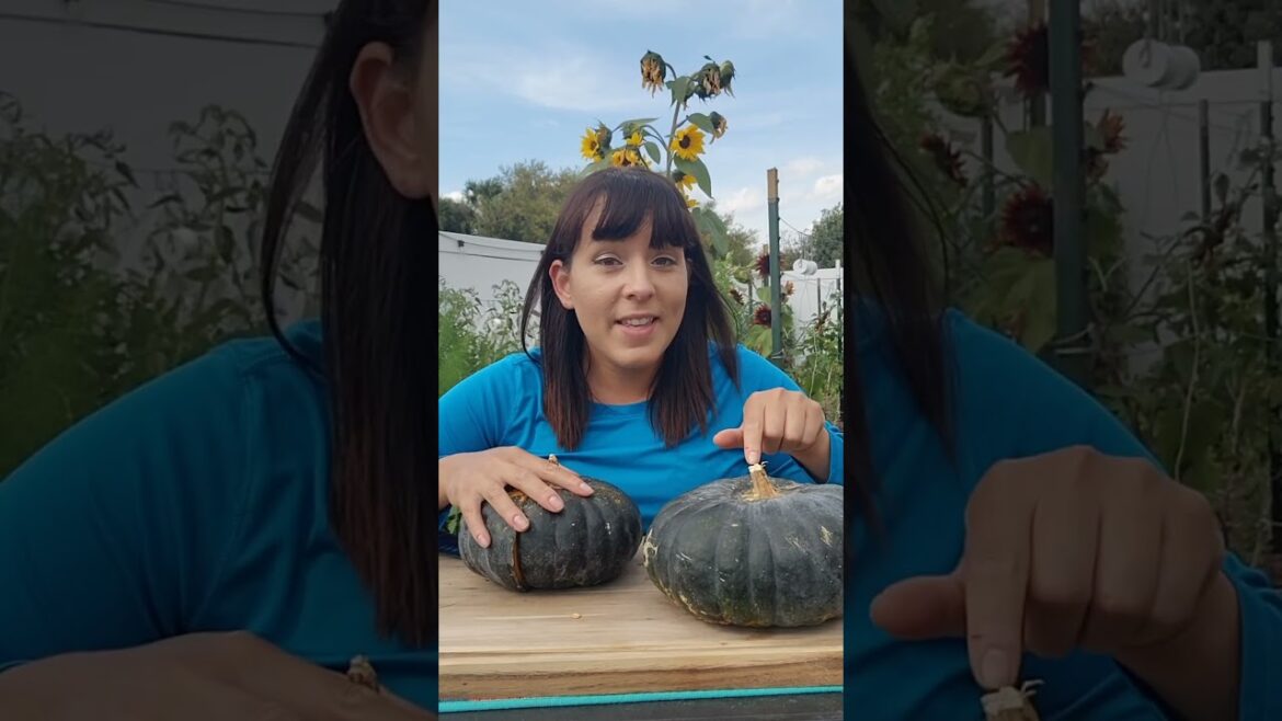 Do you get squash vine borers? Grow this instead #squash #pumpkin #garden #urbangarden #vegetables