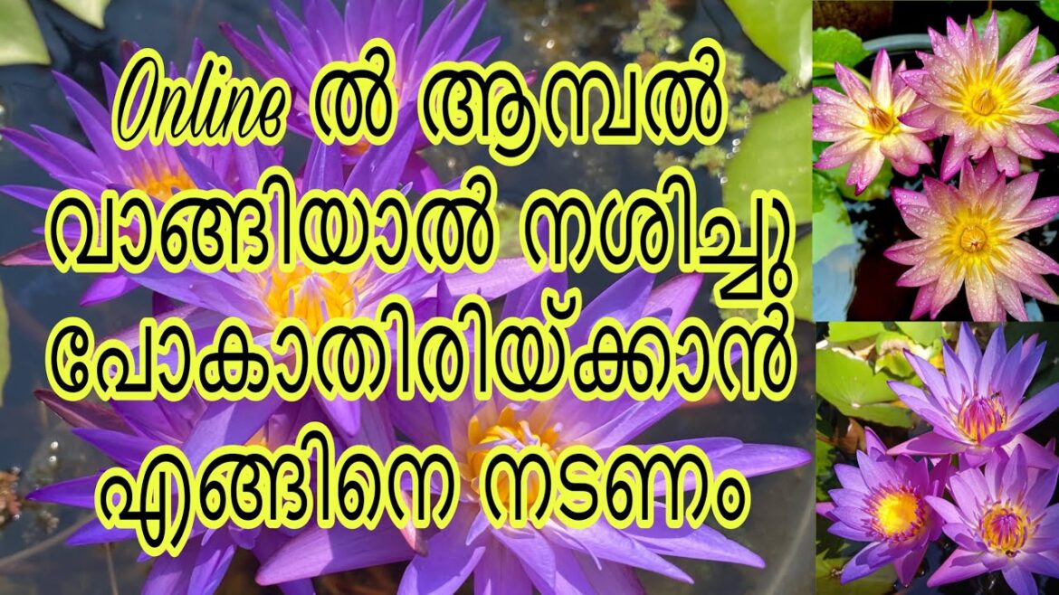 How to plant Waterlily malayalam/ waterlily easily planting methods/ aambal enganeyanu nadunnath How to plant Waterlily malayalam/ waterlily easily planting methods/ aambal enganeyanu nadunnath