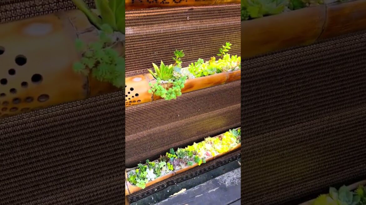 Aesthetic Succulent Plants: Stunning YouTube Shorts #Shorts Aesthetic Succulent Plants: Stunning YouTube Shorts #Shorts