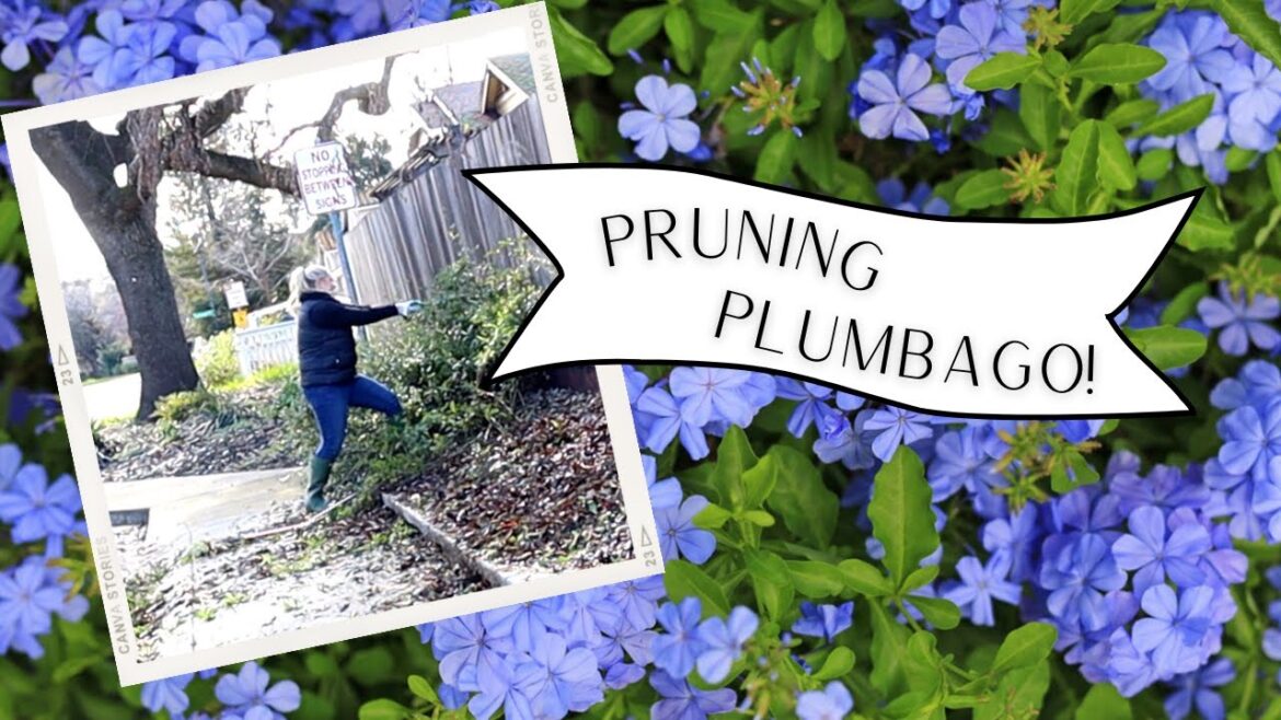 Pruning Plumbago in Zone 9B :: 🌿Some Plans For This Garden Bed!🌿 :: Dig, Plant, Water, Repeat! Pruning Plumbago in Zone 9B :: 🌿Some Plans For This Garden Bed!🌿 :: Dig, Plant, Water, Repeat!