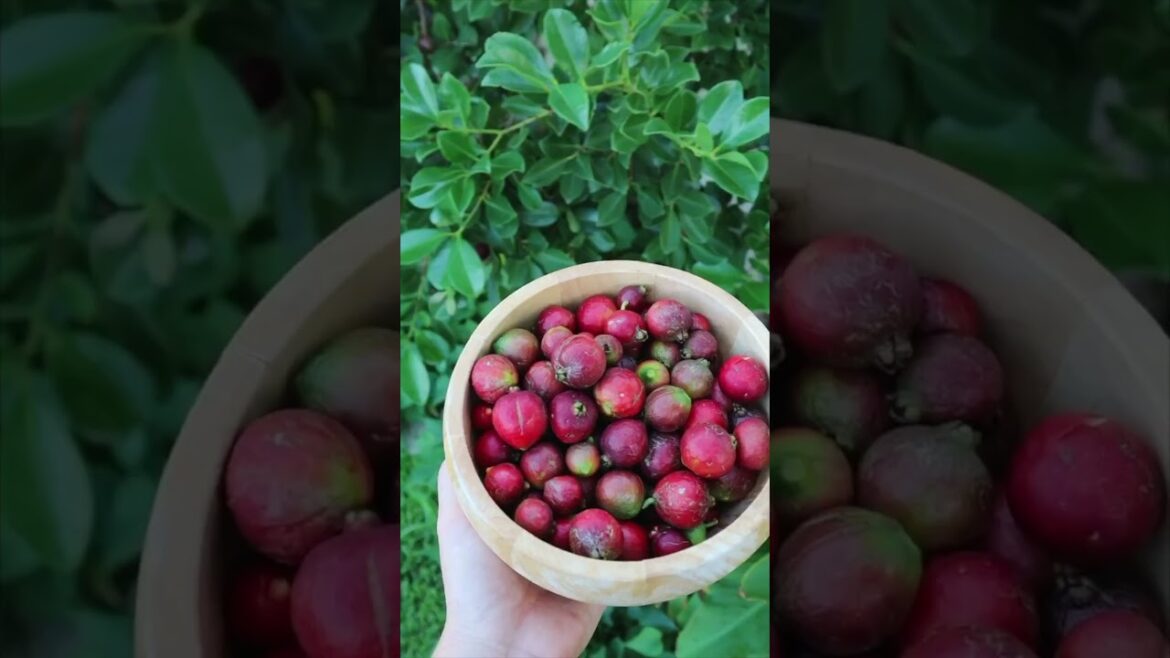 BEFORE & AFTER Food forest edible hedge 🌳