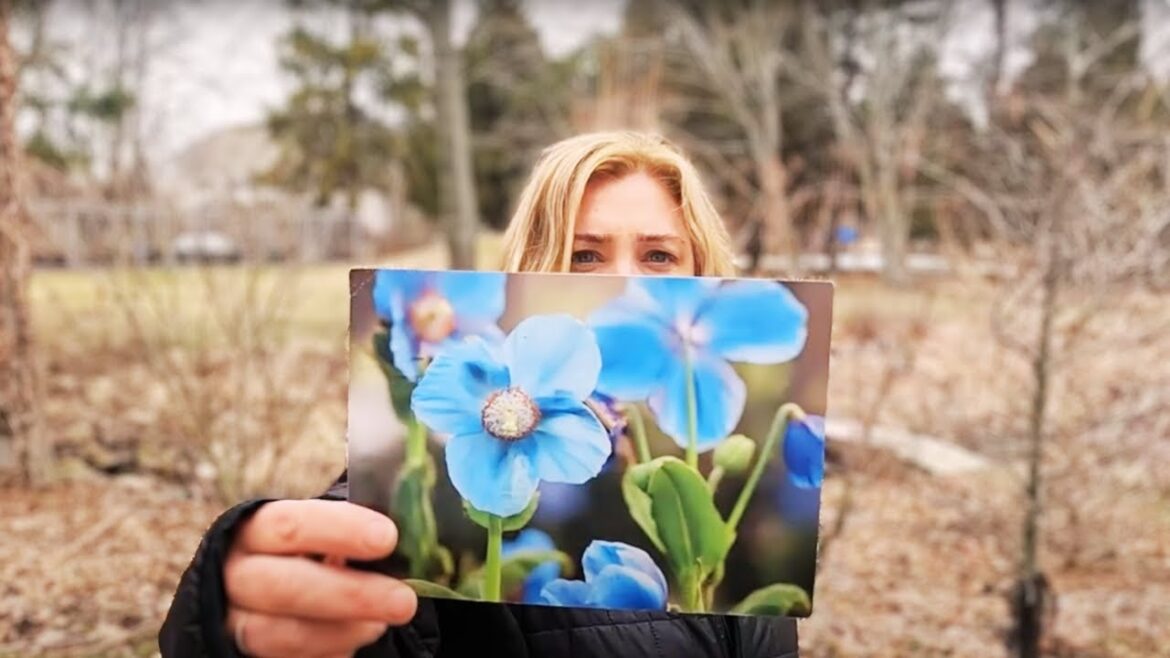 Answering gardeners' questions + garden postcards!