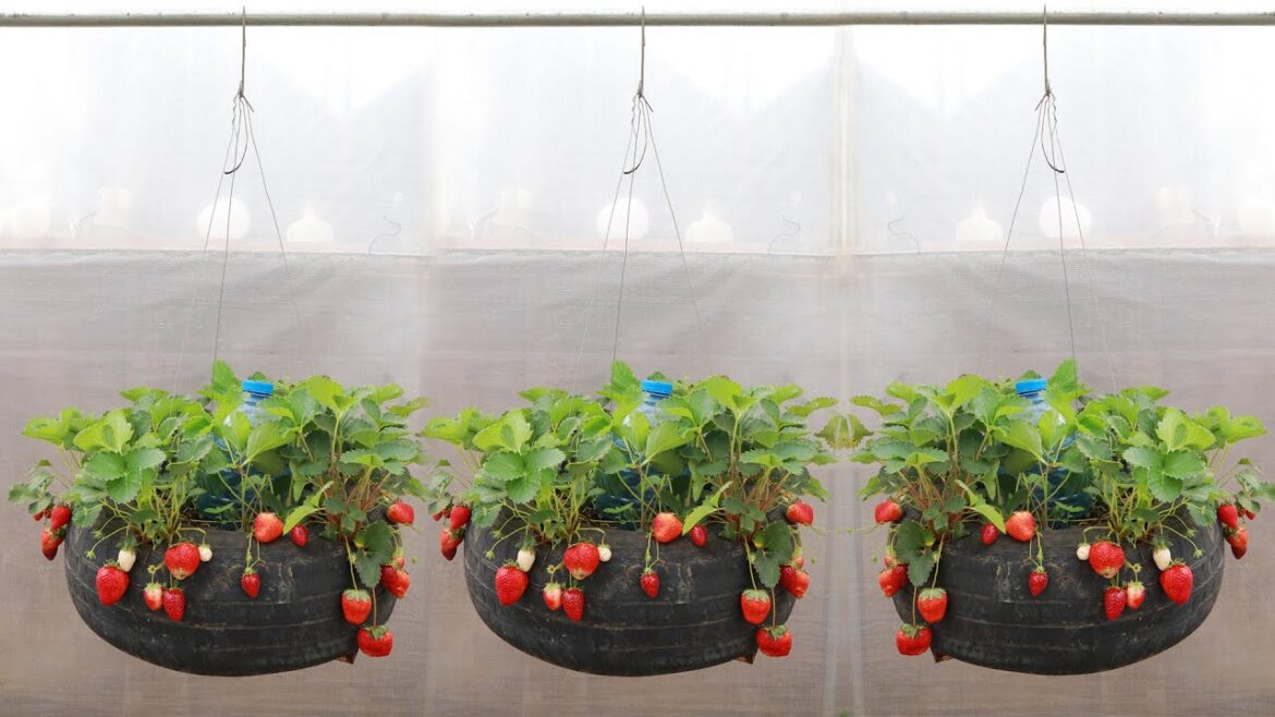 Great gardening idea - Recycle tires into a beautiful hanging strawberry garden - lots of fruit