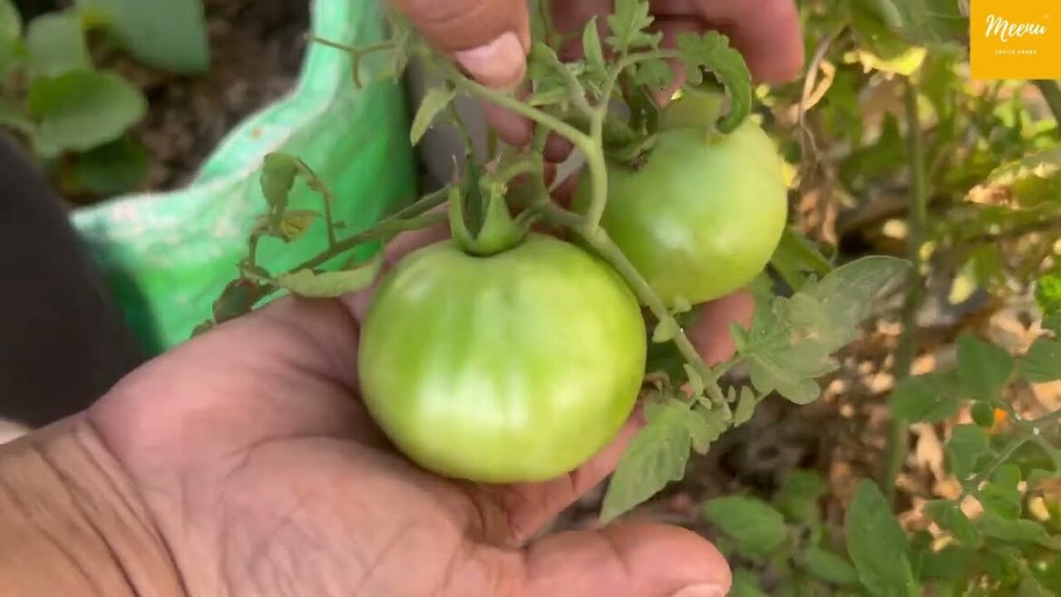 French beans le li doosri baar aur kuch tamatar bhi | terrace gardening French beans le li doosri baar aur kuch tamatar bhi | terrace gardening