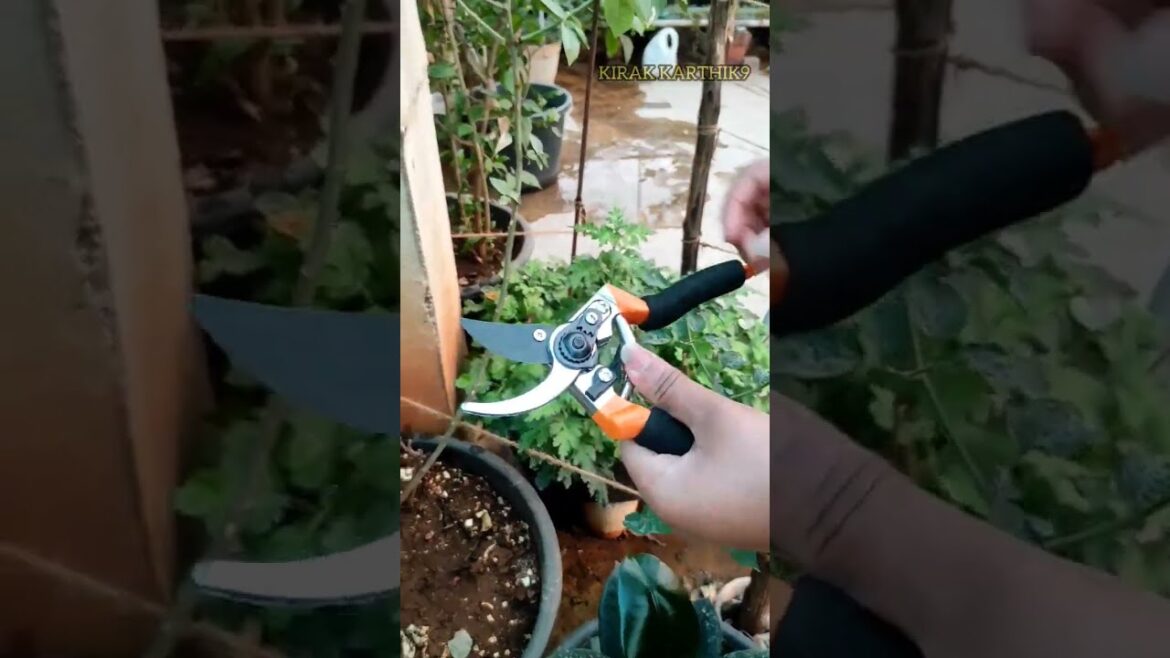 Garden cutting tools || Best Pruners for gardening || How to use Pruning tools || KIRAK KARTHIK9