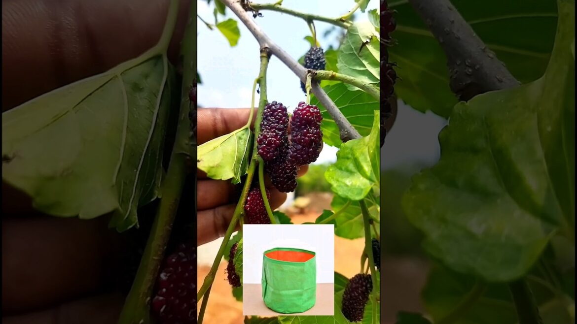"1000"பழங்கள் ஒரே செடியில் Melberry வளர்ப்பு | Terrace Garden Tips In Tamil