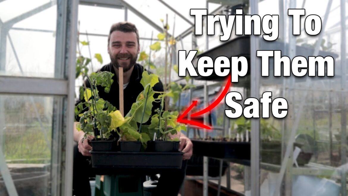 I’ll Make Any Job Look Impossible I'll Make Any Job Look Impossible