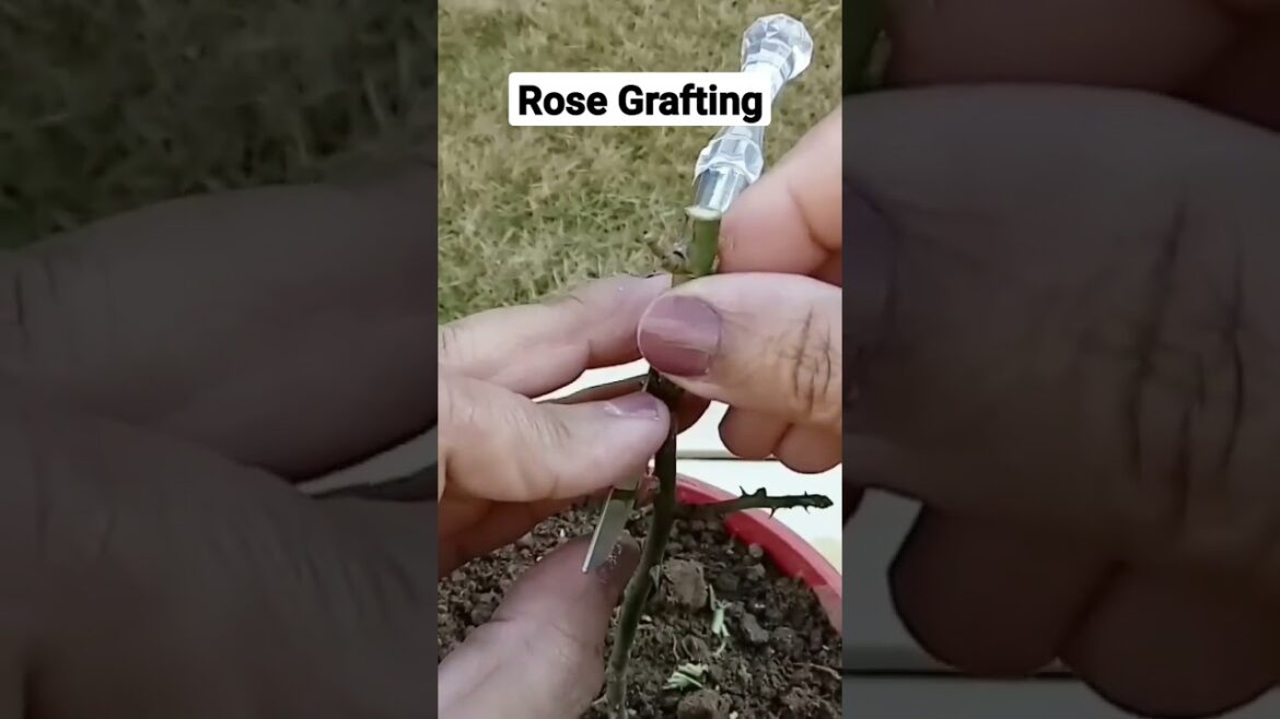Rose Grafting Technique | Gardening Tips