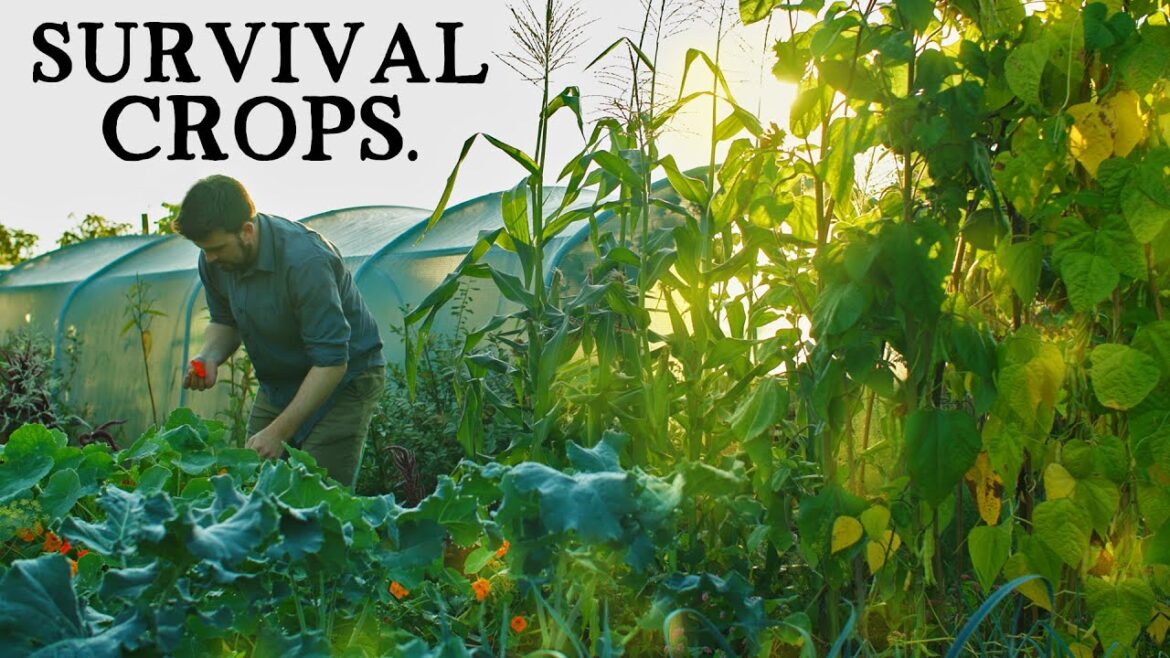The #1 SURVIVAL Crop for Self-Sufficiency