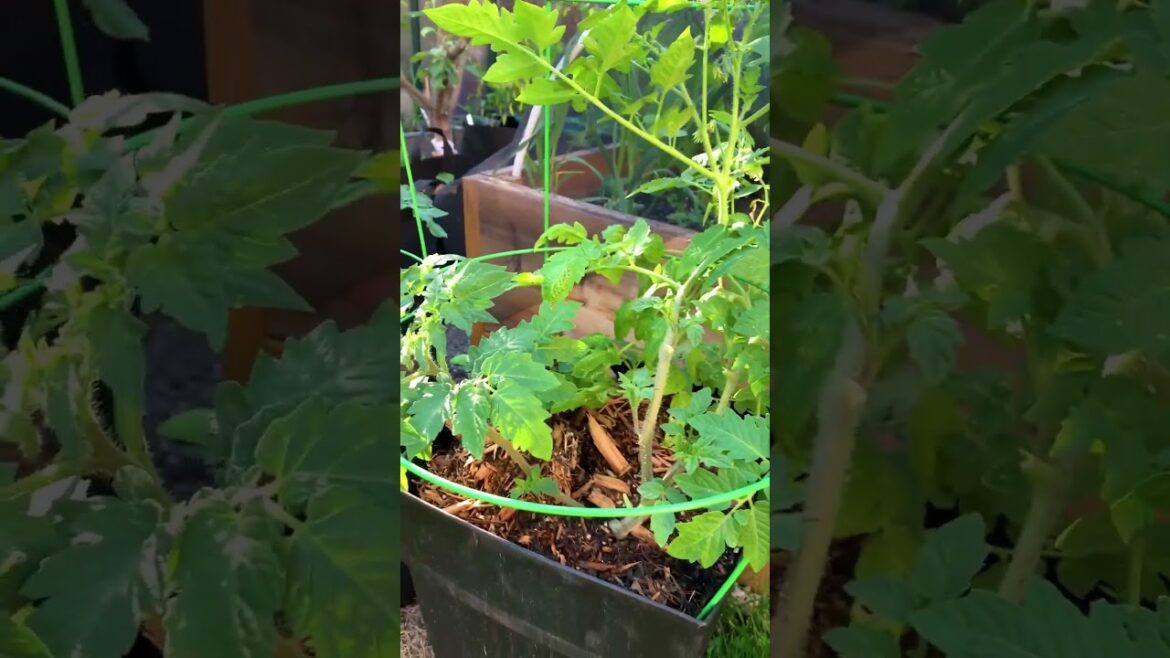 You don’t need a backyard to grow tomatoes