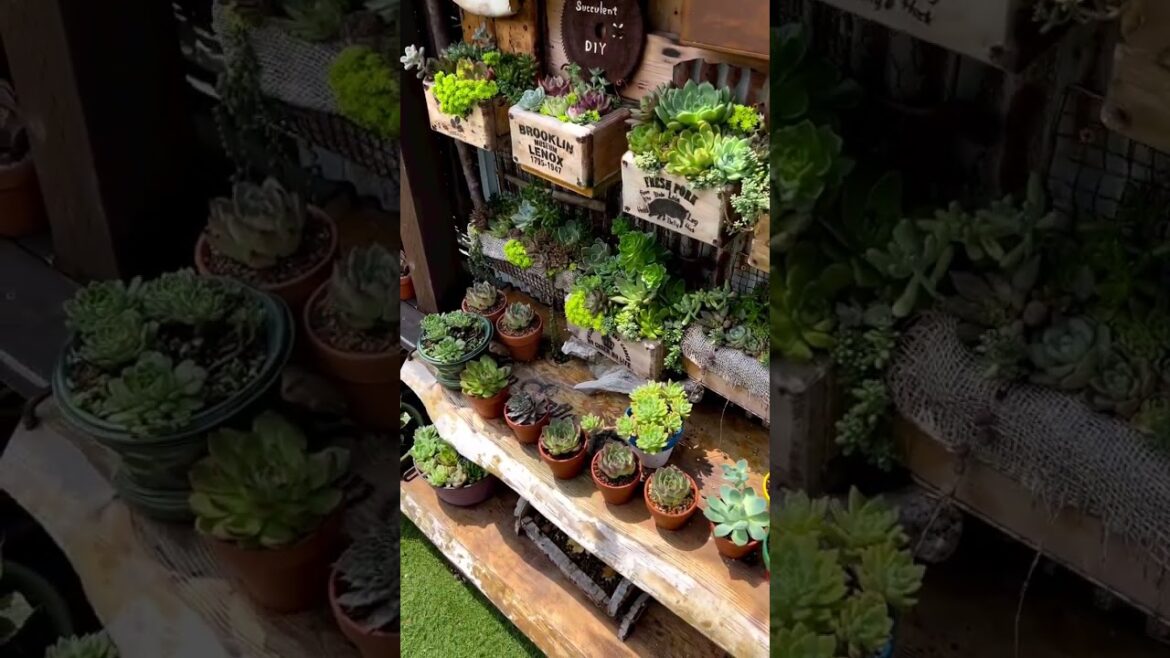 Spellbinding Succulent Plants: Enthralling YouTube Shorts #Shorts Spellbinding Succulent Plants: Enthralling YouTube Shorts #Shorts