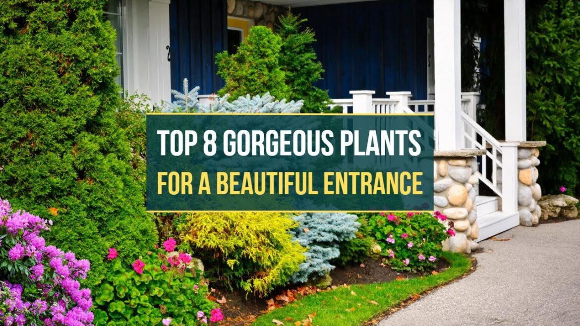 8 Gorgeous Plants That Require Minimal Care for a Beautiful Entrance 8 Gorgeous Plants That Require Minimal Care for a Beautiful Entrance