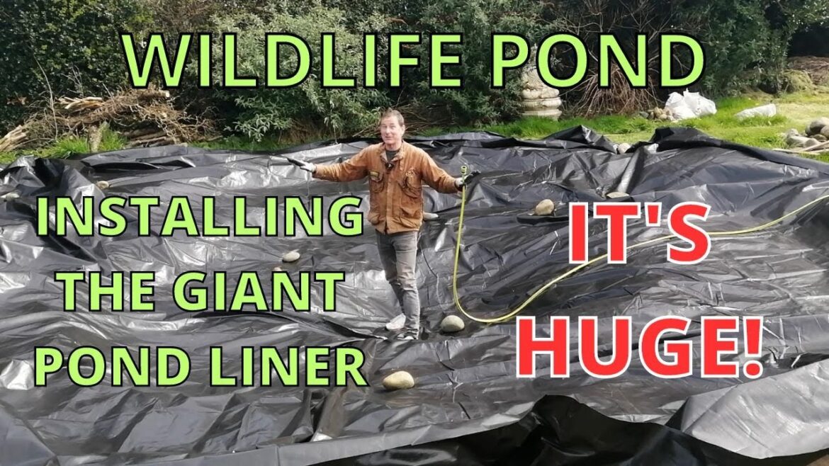 Giant Wildlife Pond, Installing the Pond Liner.