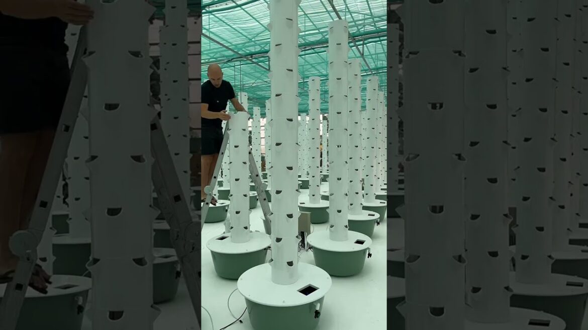 1 month growth in an aeroponic Tower Farm in Kuwait 1 month growth in an aeroponic Tower Farm in Kuwait