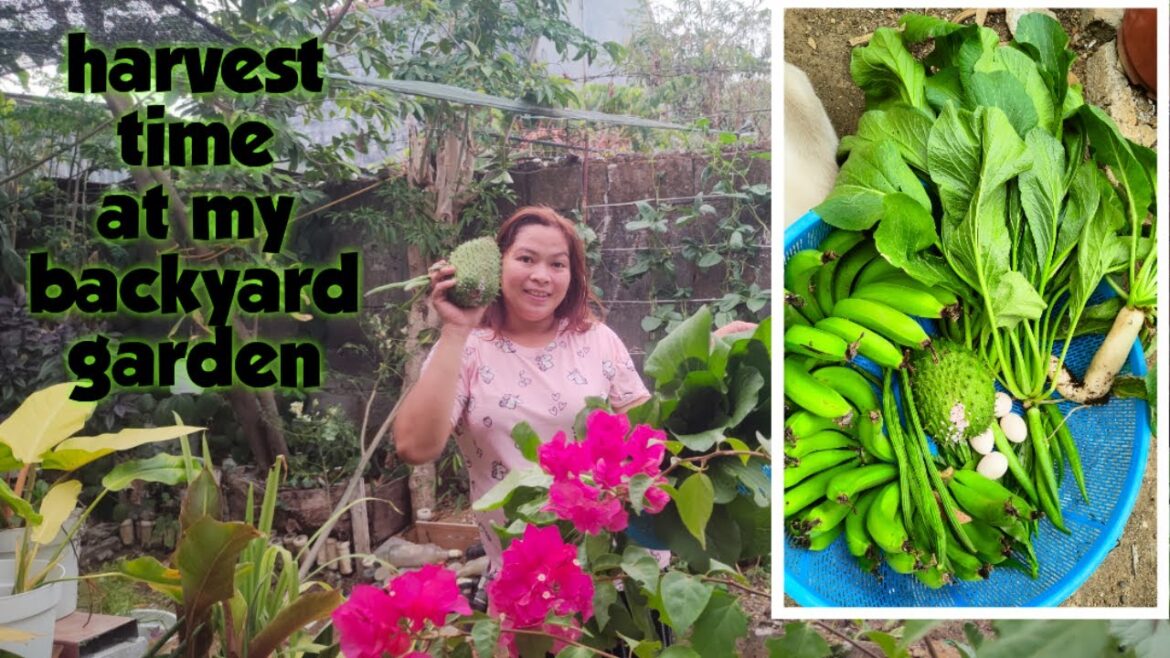 Harvest time at my backyard garden