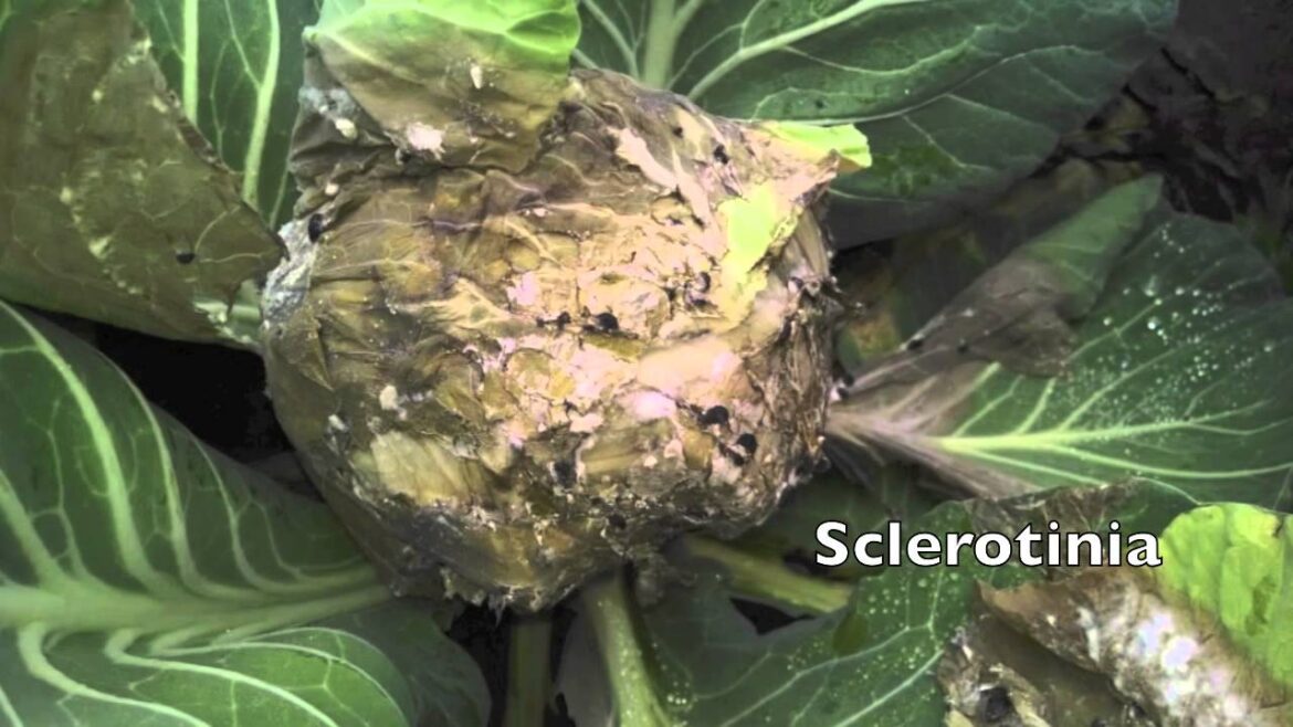 IPM for Vegetable Gardens IPM for Vegetable Gardens