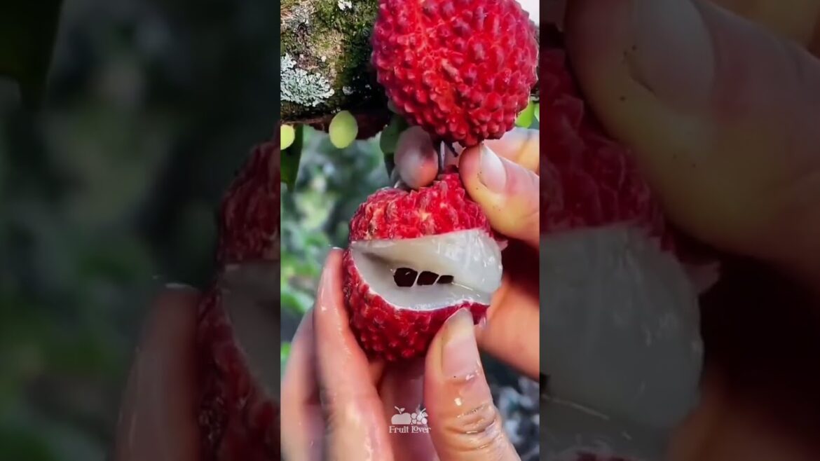 Best Oddly Satisfying Video & Relaxing Music | lychee fruit cutting video #viral #shorts #19 Best Oddly Satisfying Video & Relaxing Music | lychee fruit cutting video #viral #shorts #19